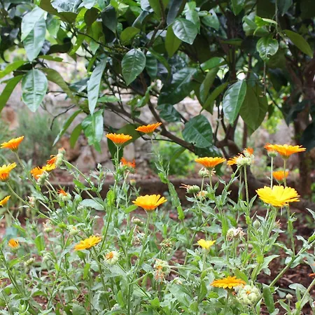 By The Sea Prozurska Luka, Mljet - 4940 דירה