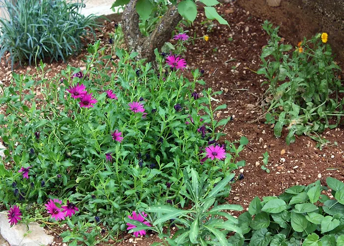 アパート By The Sea Prozurska Luka, Mljet - 4940 Prožura