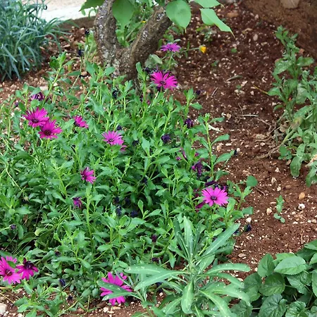 Апартаменты By The Sea Prozurska Luka, Mljet - 4940 Prozura